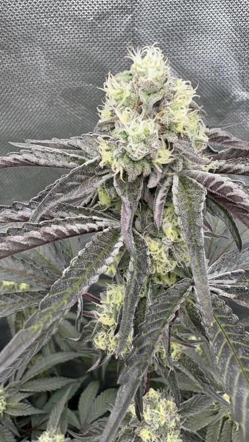 Marshmallow OG - Compound Genetics. Week 10