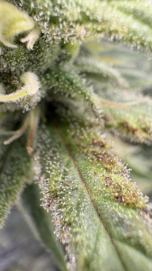 Truffle Cake / In-house Genetics. Week 10