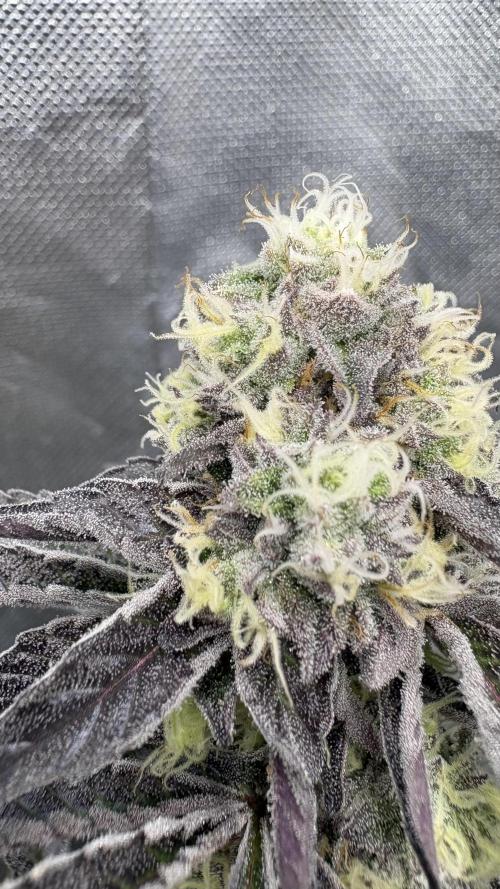 Marshmallow OG - Compound Genetics. Week 10