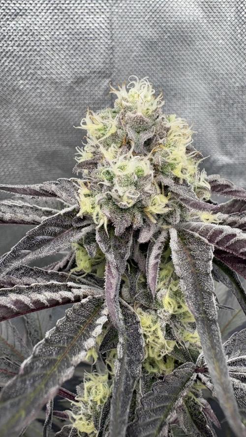 Marshmallow OG - Compound Genetics. Week 10