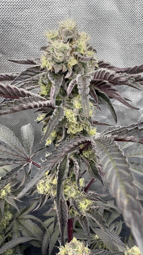 Marshmallow OG - Compound Genetics. Week 10