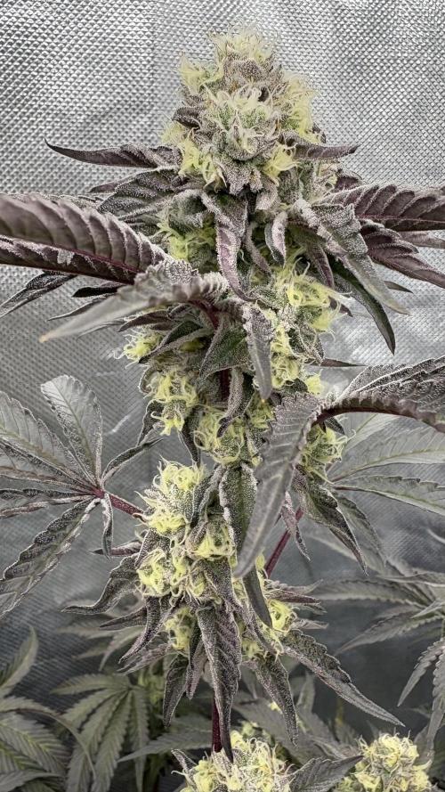 Marshmallow OG - Compound Genetics. Week 10