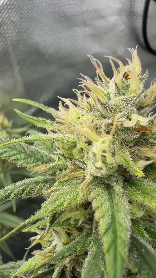 Truffle Cake / In-house Genetics