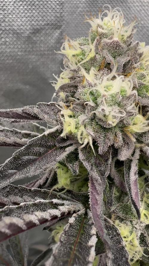 Marshmallow OG - Compound Genetics