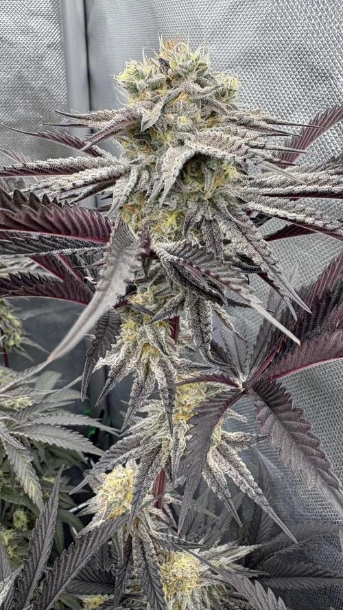 Dante's Inferno #8 Mile High Dave's Cut. Week 10