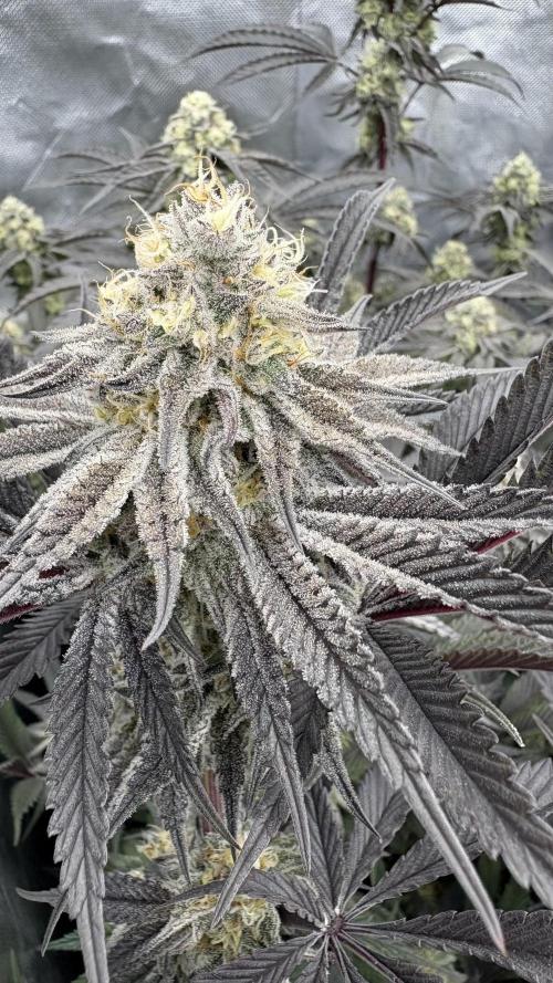 Dante's Inferno #8 Mile High Dave's Cut. Week 10