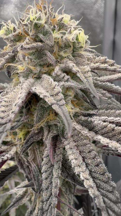 Dante's Inferno #8 Mile High Dave's Cut