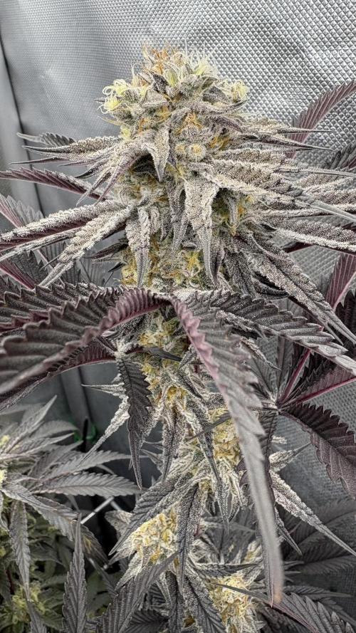 Dante's Inferno #8 Mile High Dave's Cut. Week 10