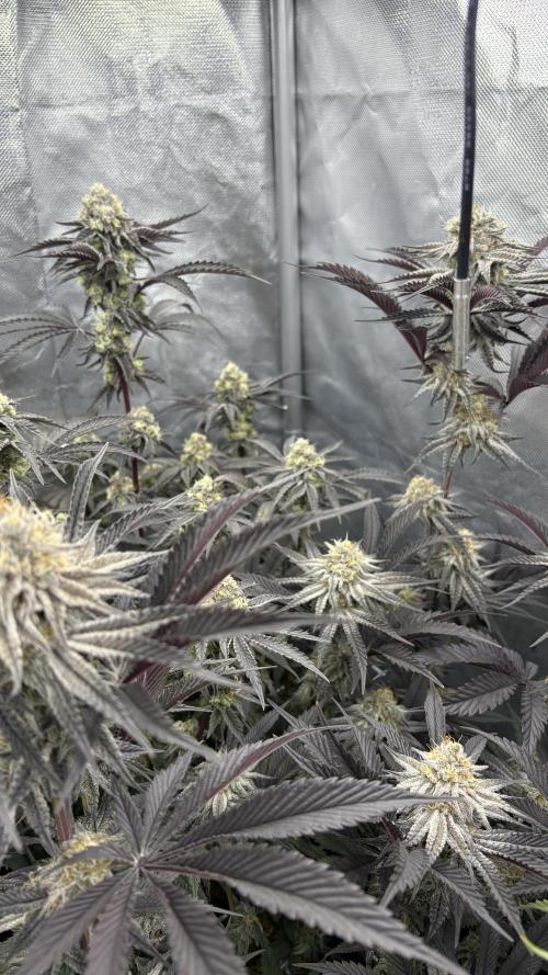 Dante's Inferno #8 Mile High Dave's Cut. Week 10