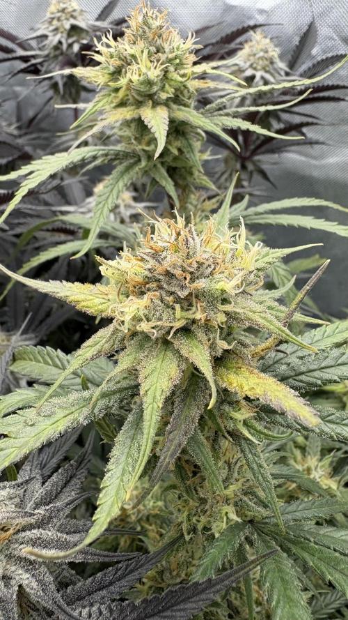 Truffle Cake / In-house Genetics. Week 10