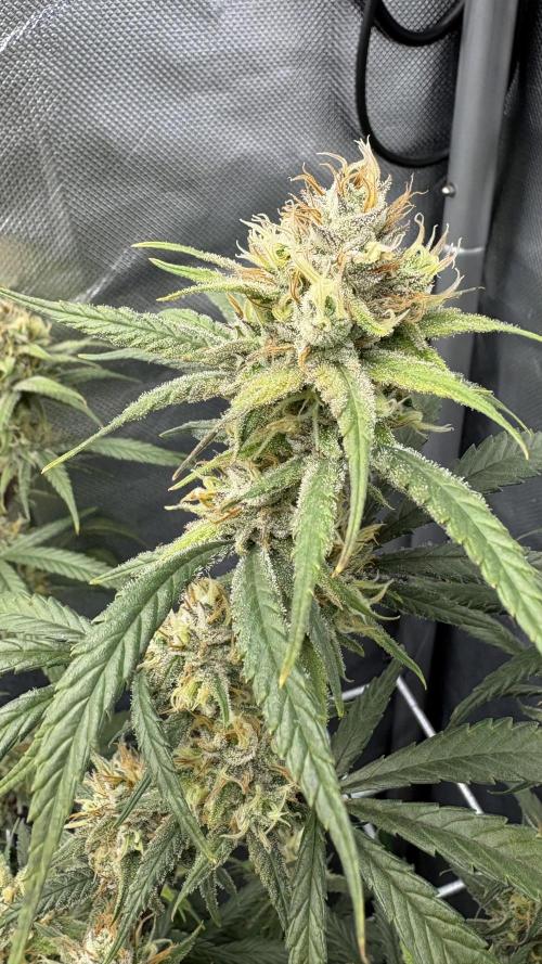 Truffle Cake / In-house Genetics. Week 10