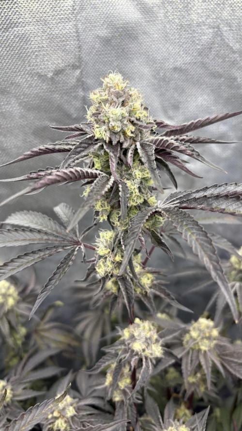 Marshmallow OG - Compound Genetics. Week 10