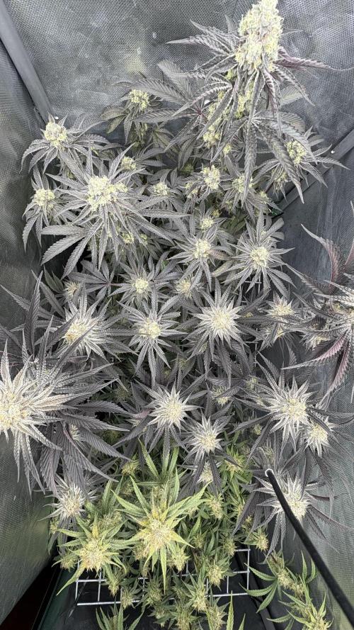 Marshmallow OG - Compound Genetics. Week 10