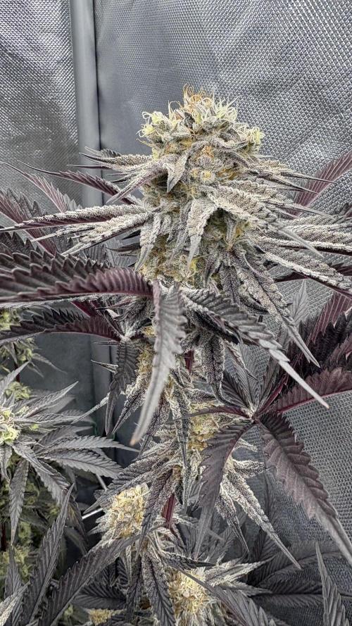 Dante's Inferno #8 Mile High Dave's Cut. Week 11