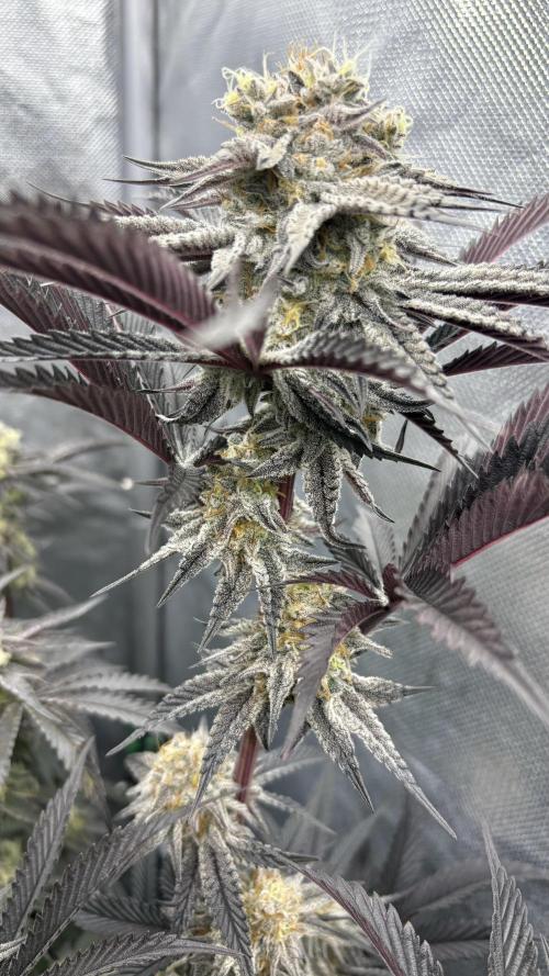 Dante's Inferno #8 Mile High Dave's Cut. Week 11