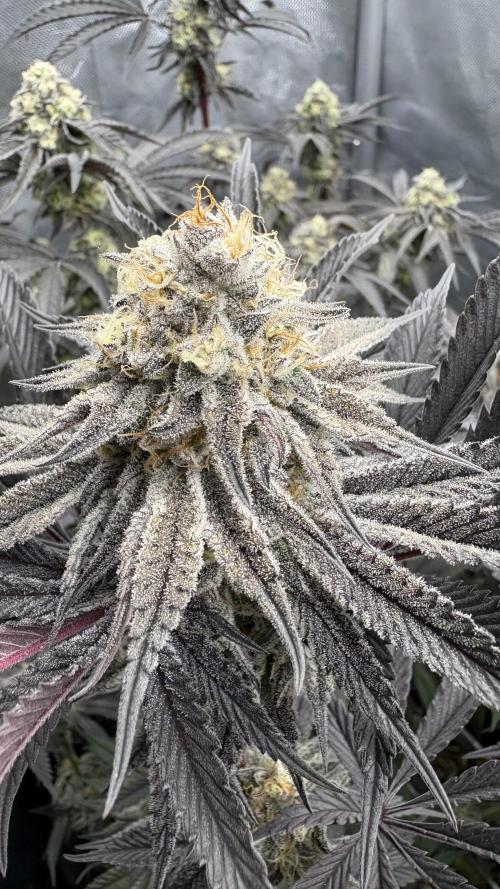 Dante's Inferno #8 Mile High Dave's Cut. Week 11