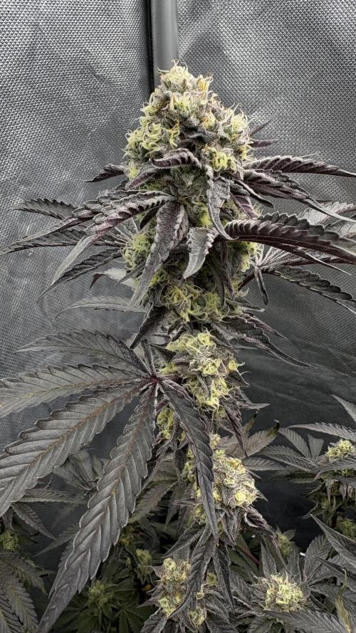 Marshmallow OG - Compound Genetics. Week 11