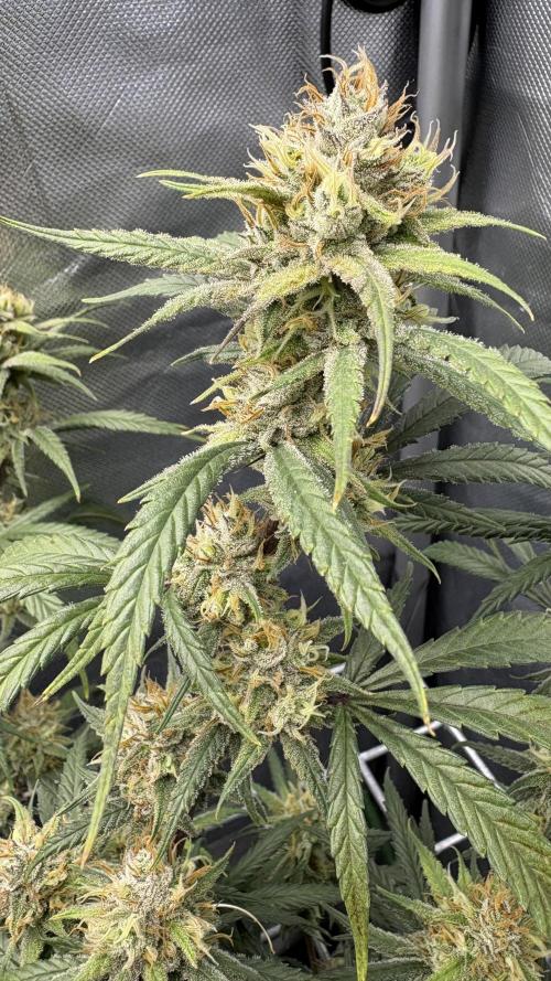 Truffle Cake / In-house Genetics. Week 11