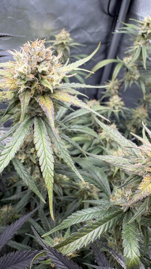 Truffle Cake / In-house Genetics. Week 11