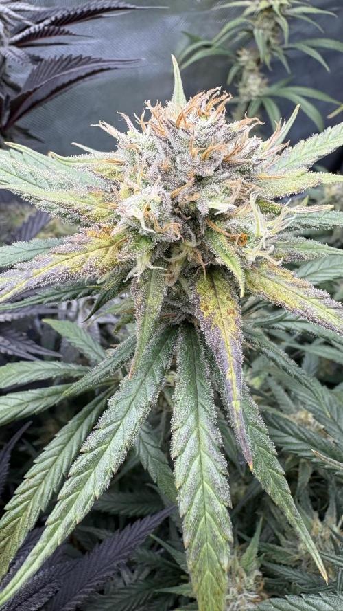 Truffle Cake / In-house Genetics. Week 11