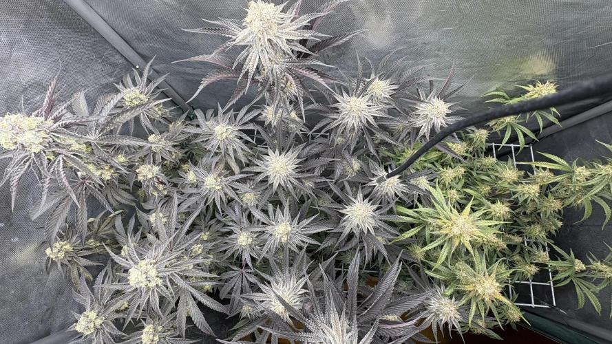 Truffle Cake / In-house Genetics. Week 11