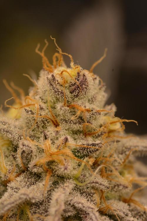 Dante's Inferno #8 Mile High Dave's Cut. Week 11