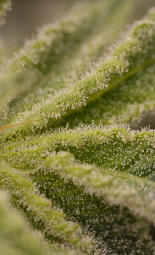 Dante's Inferno #8 Mile High Dave's Cut. Week 11