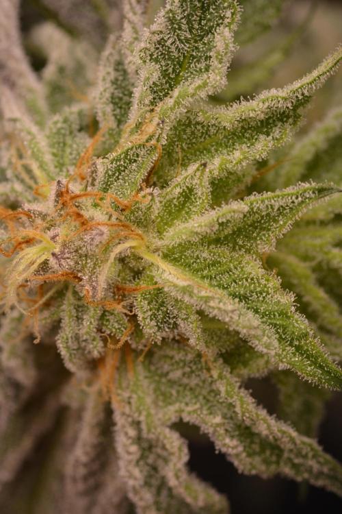 Dante's Inferno #8 Mile High Dave's Cut. Week 11