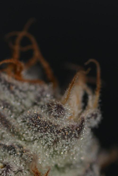 Dante's Inferno #8 Mile High Dave's Cut. Week 11