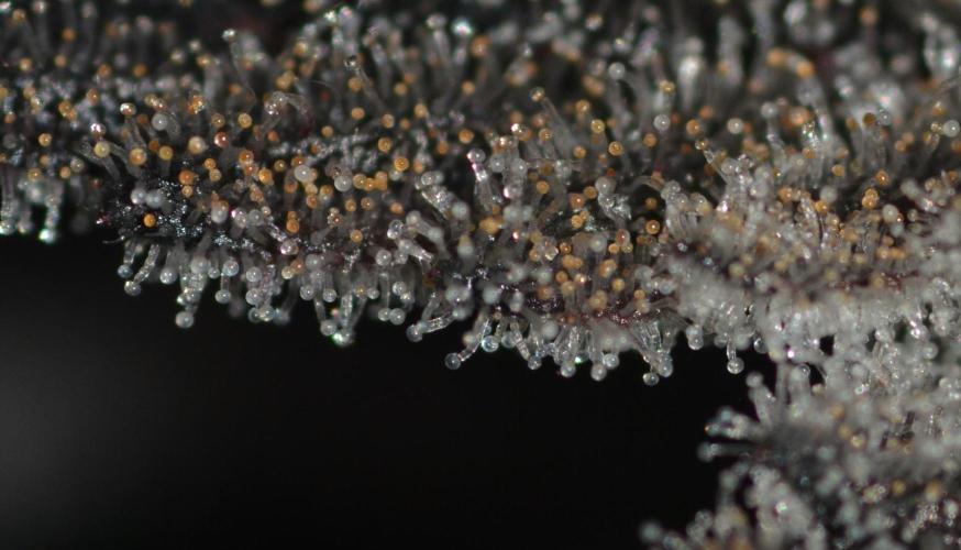 Dante's Inferno #8 Mile High Dave's Cut. Week 11