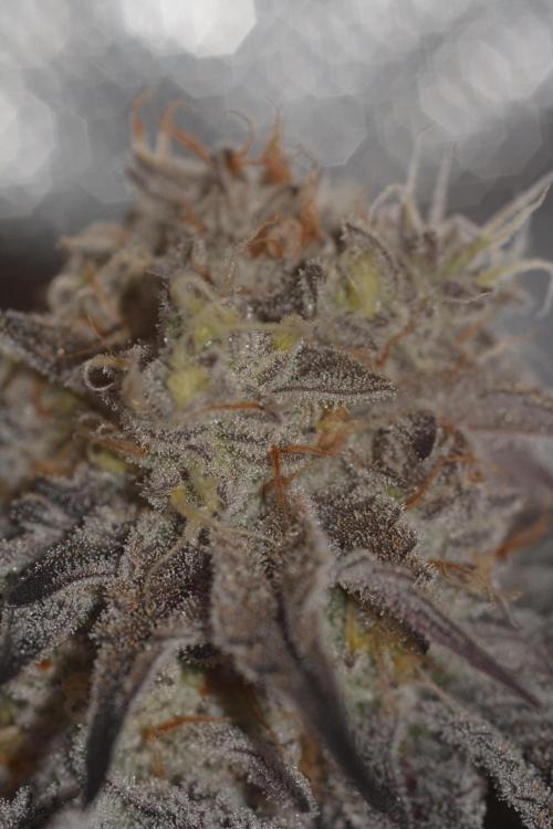 Dante's Inferno #8 Mile High Dave's Cut. Week 11