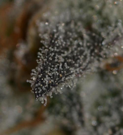 Dante's Inferno #8 Mile High Dave's Cut. Week 11