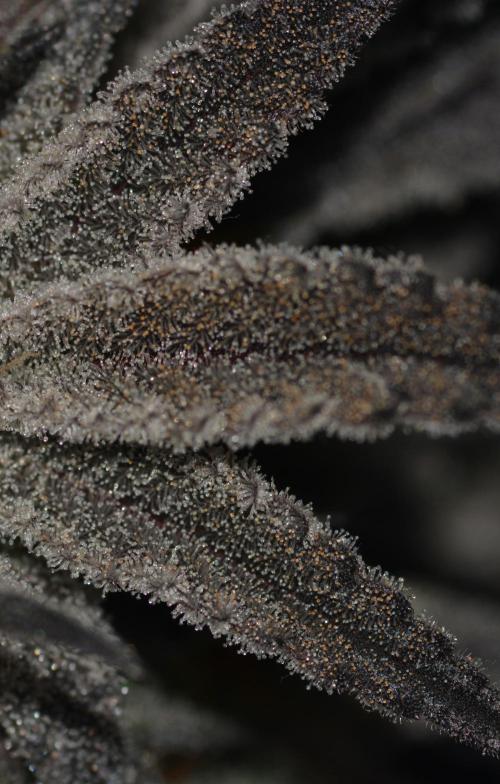 Dante's Inferno #8 Mile High Dave's Cut. Week 11