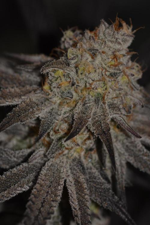 Dante's Inferno #8 Mile High Dave's Cut. Week 11