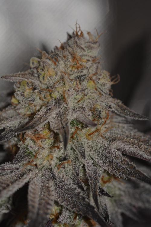 Dante's Inferno #8 Mile High Dave's Cut. Week 11