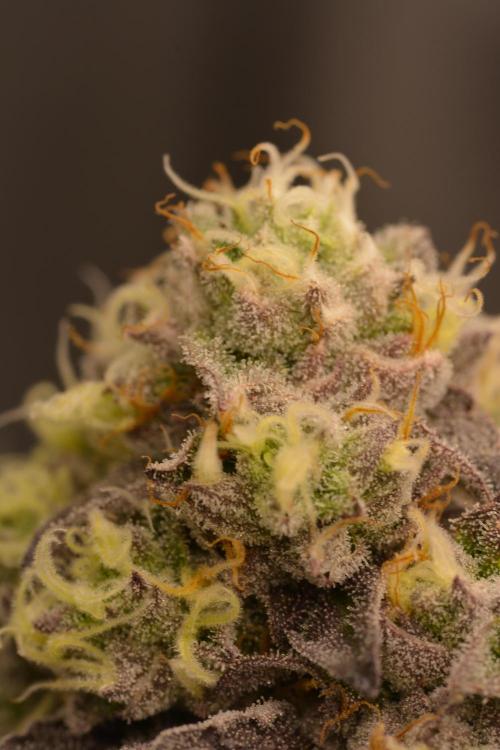 Marshmallow OG - Compound Genetics. Week 11