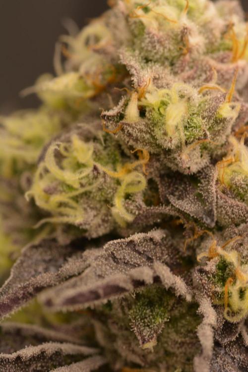 Marshmallow OG - Compound Genetics. Week 11