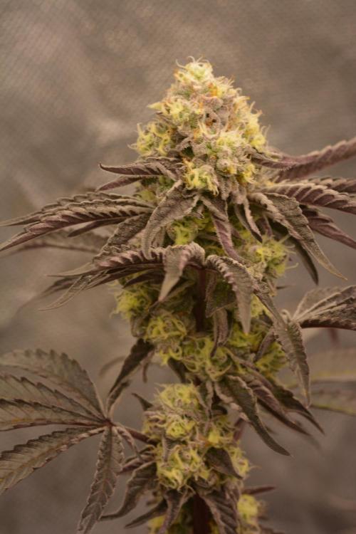 Marshmallow OG - Compound Genetics. Week 11