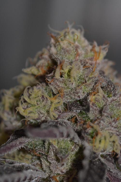 Marshmallow OG - Compound Genetics. Week 11