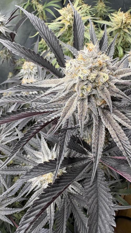 Dante's Inferno #8 Mile High Dave's Cut. Week 11