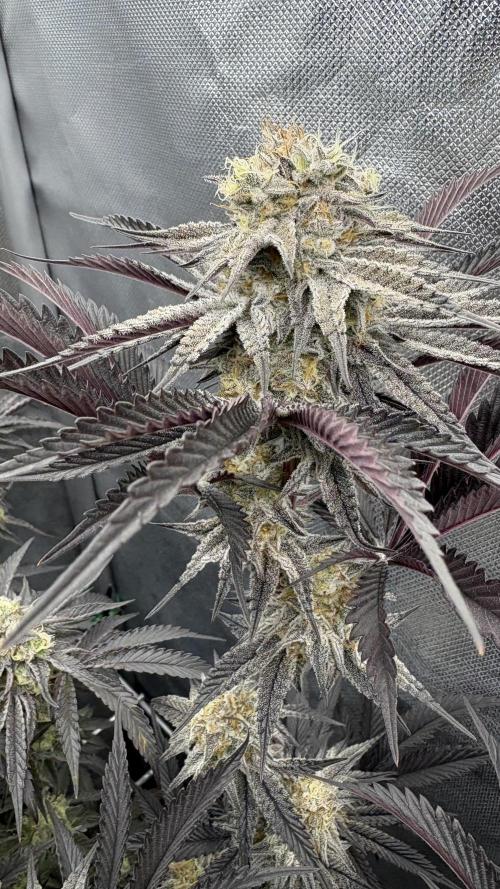 Dante's Inferno #8 Mile High Dave's Cut. Week 11