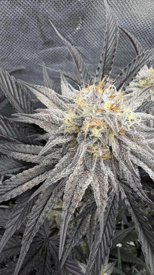 Dante's Inferno #8 Mile High Dave's Cut. Week 11