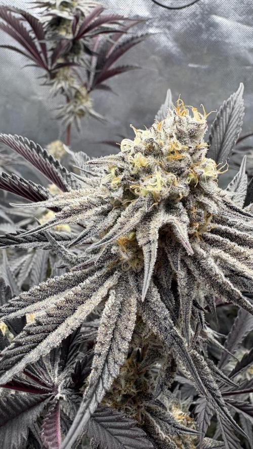 Dante's Inferno #8 Mile High Dave's Cut. Week 11