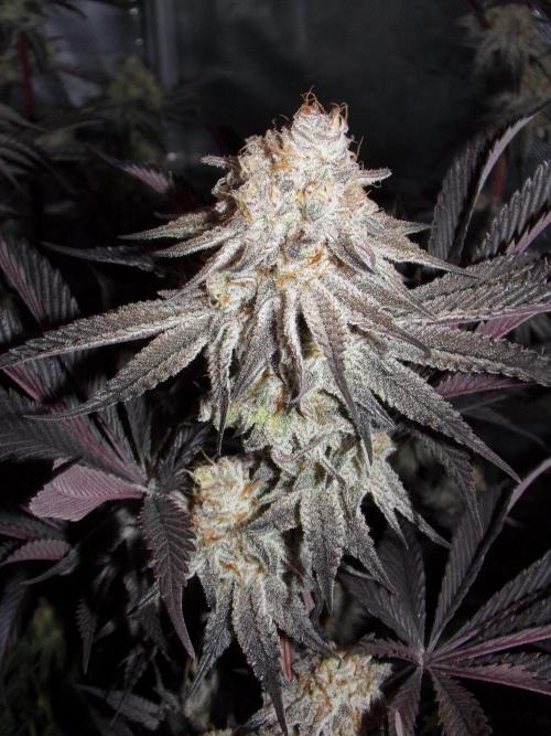 Dante's Inferno #8 Mile High Dave's Cut. Week 11