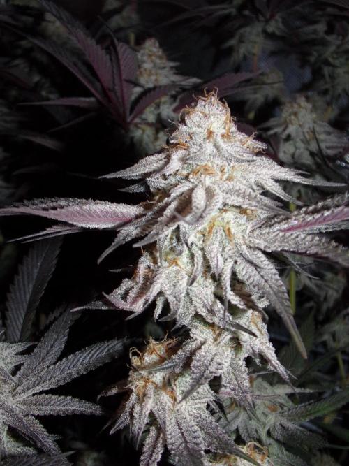 Dante's Inferno #8 Mile High Dave's Cut. Week 11