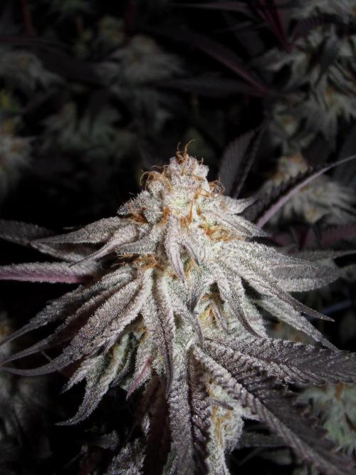 Dante's Inferno #8 Mile High Dave's Cut. Week 11