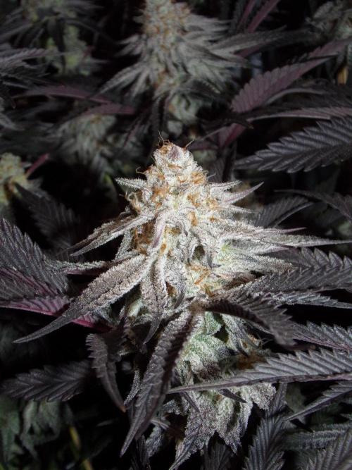 Dante's Inferno #8 Mile High Dave's Cut. Week 11