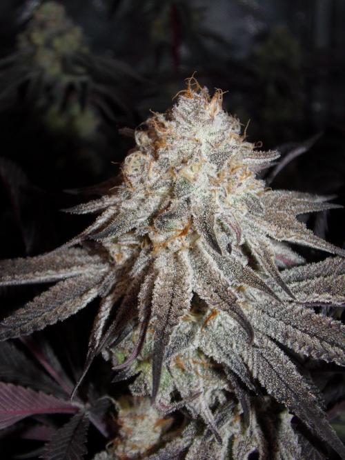 Dante's Inferno #8 Mile High Dave's Cut. Week 11