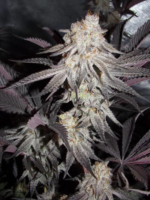 Dante's Inferno #8 Mile High Dave's Cut. Week 11