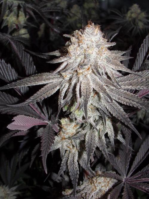 Dante's Inferno #8 Mile High Dave's Cut. Week 11